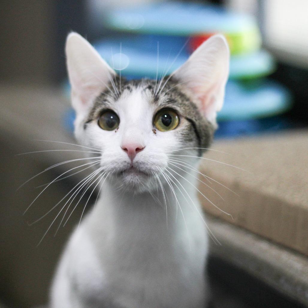 Enlarge Lani, a Adoptable Domestic Short Hair in Versailles, KY image 3/3