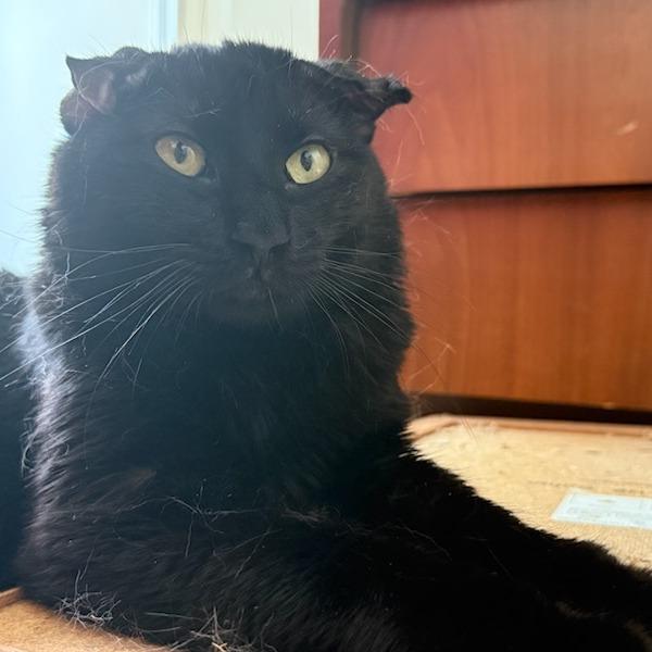Moe, Adoptable, Young Male Domestic Short Hair & Domestic Short Hair.