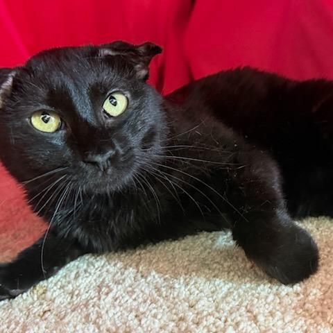 Enlarge Moe, a Adoptable mixed breed in Houston, TX image 2/5