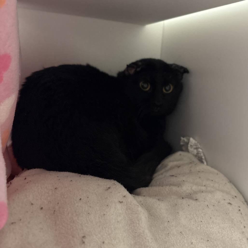 Enlarge Moe, a Adoptable mixed breed in Houston, TX image 1/3