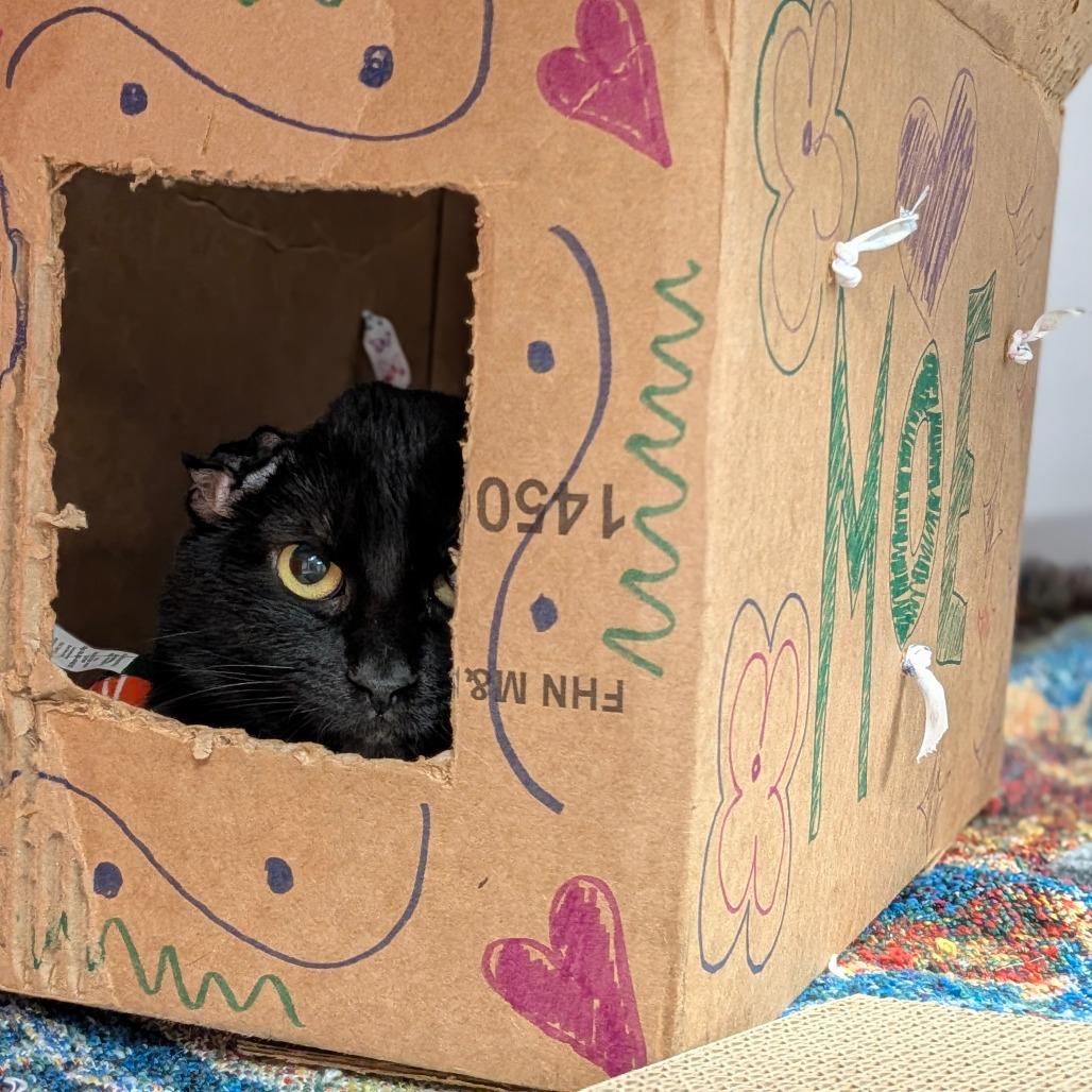 Enlarge Moe, a Adoptable mixed breed in Houston, TX image 2/3