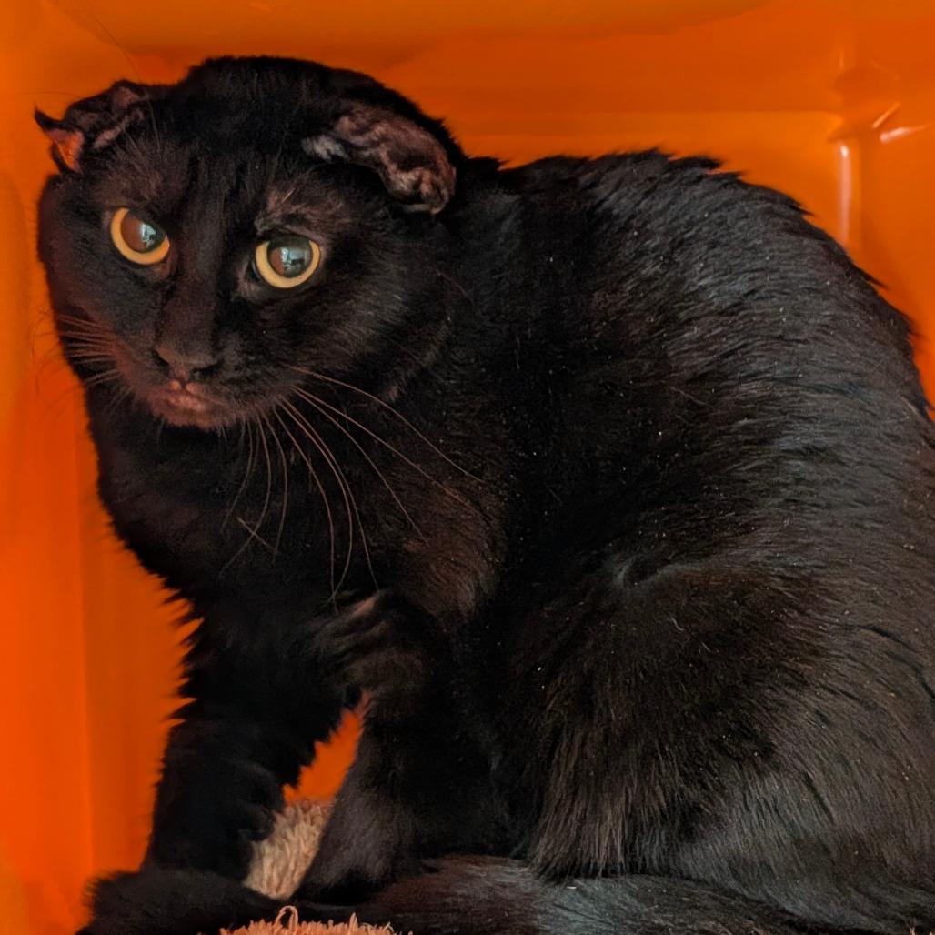 Enlarge Moe, a Adoptable mixed breed in Houston, TX image 3/3