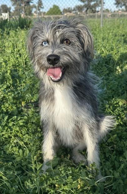 Fenton, Adoptable, Young Male Terrier & Mixed Breed.