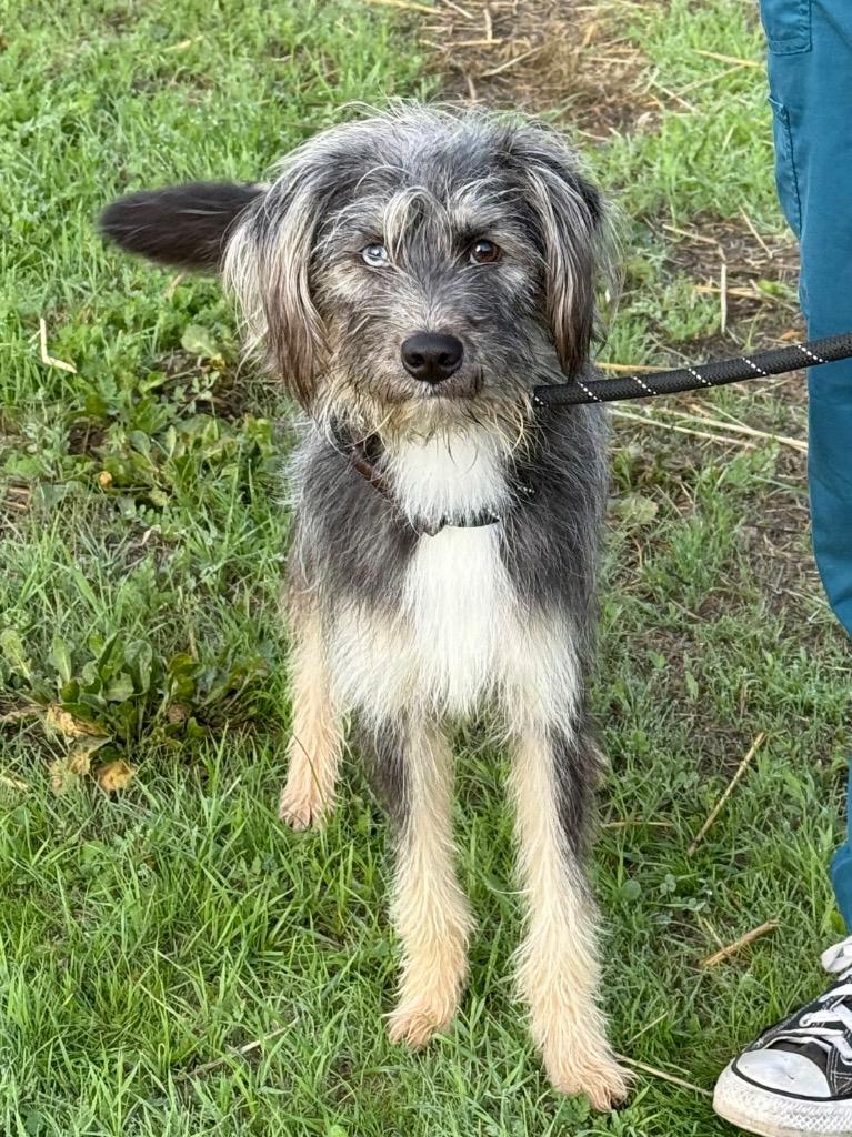 Enlarge Fenton, a Adoptable mixed breed in Vacaville, CA image 2/2