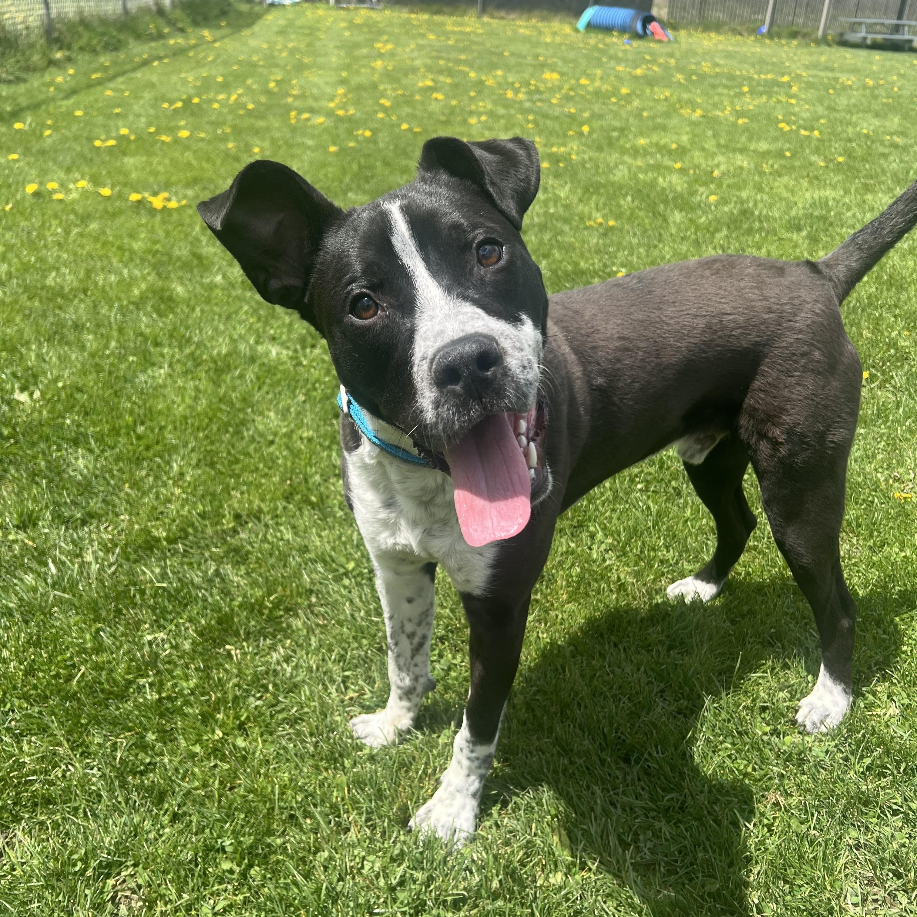 Scotch, a ADOPTABLE mixed breed in Ithaca, NY image 2/4