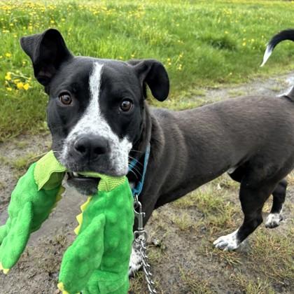 Scotch, a ADOPTABLE mixed breed in Ithaca, NY image 3/4