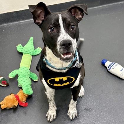 Scotch, a ADOPTABLE mixed breed in Ithaca, NY image 4/4