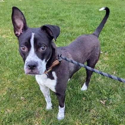Enlarge Scotch, a ADOPTABLE mixed breed in Ithaca, NY image 2/3