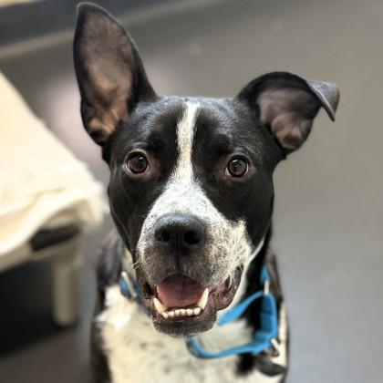Scotch, ADOPTABLE, Young Male Mixed Breed.