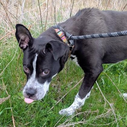 Enlarge Scotch, a ADOPTABLE mixed breed in Ithaca, NY image 3/3