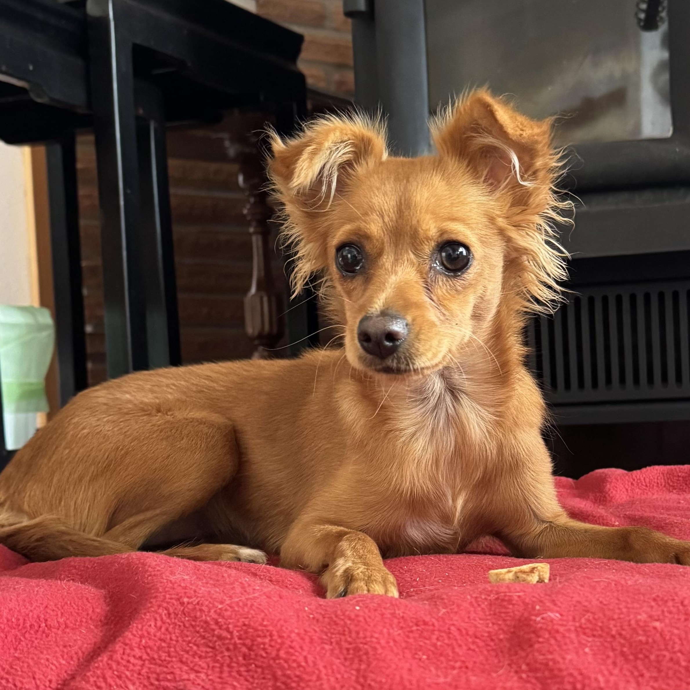 Amanda, Adopted, Young Female Chihuahua.