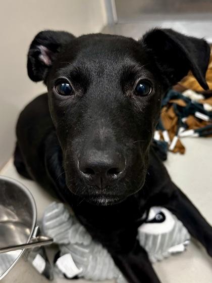 Anchovy, Adoptable, Puppy Male Mixed Breed & Mixed Breed.