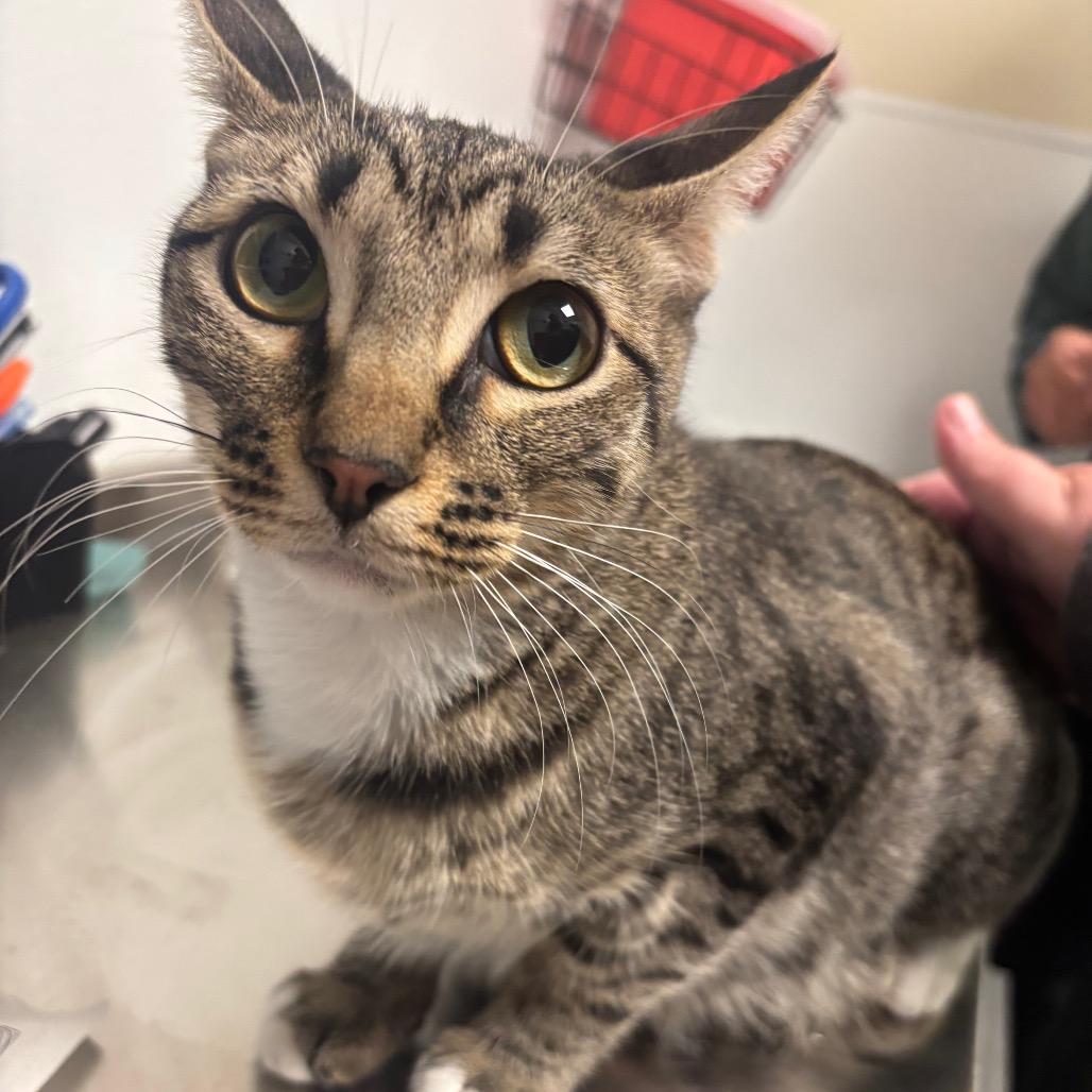 Star, Adoptable, Young Female Domestic Short Hair.