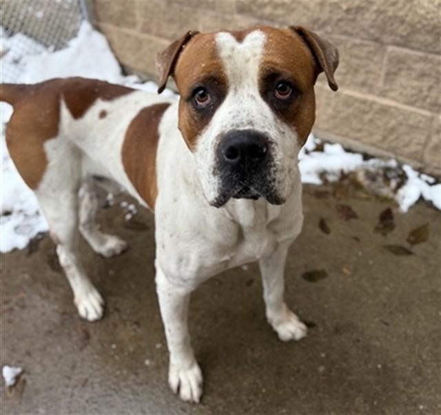Enlarge MR. INCREDIBLE, a Adoptable mixed breed in Aurora, IL image 1/1