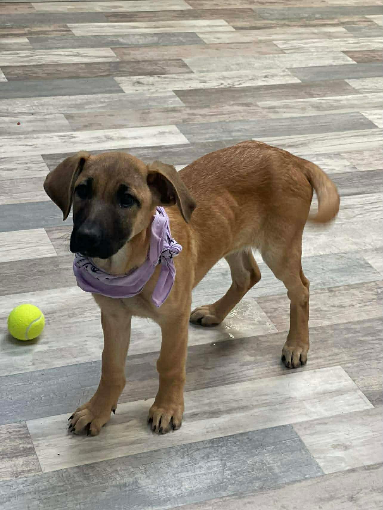 Enlarge Dot the Shepherd Puppy, a Adoptable mixed breed in Muskego, WI image 5/6