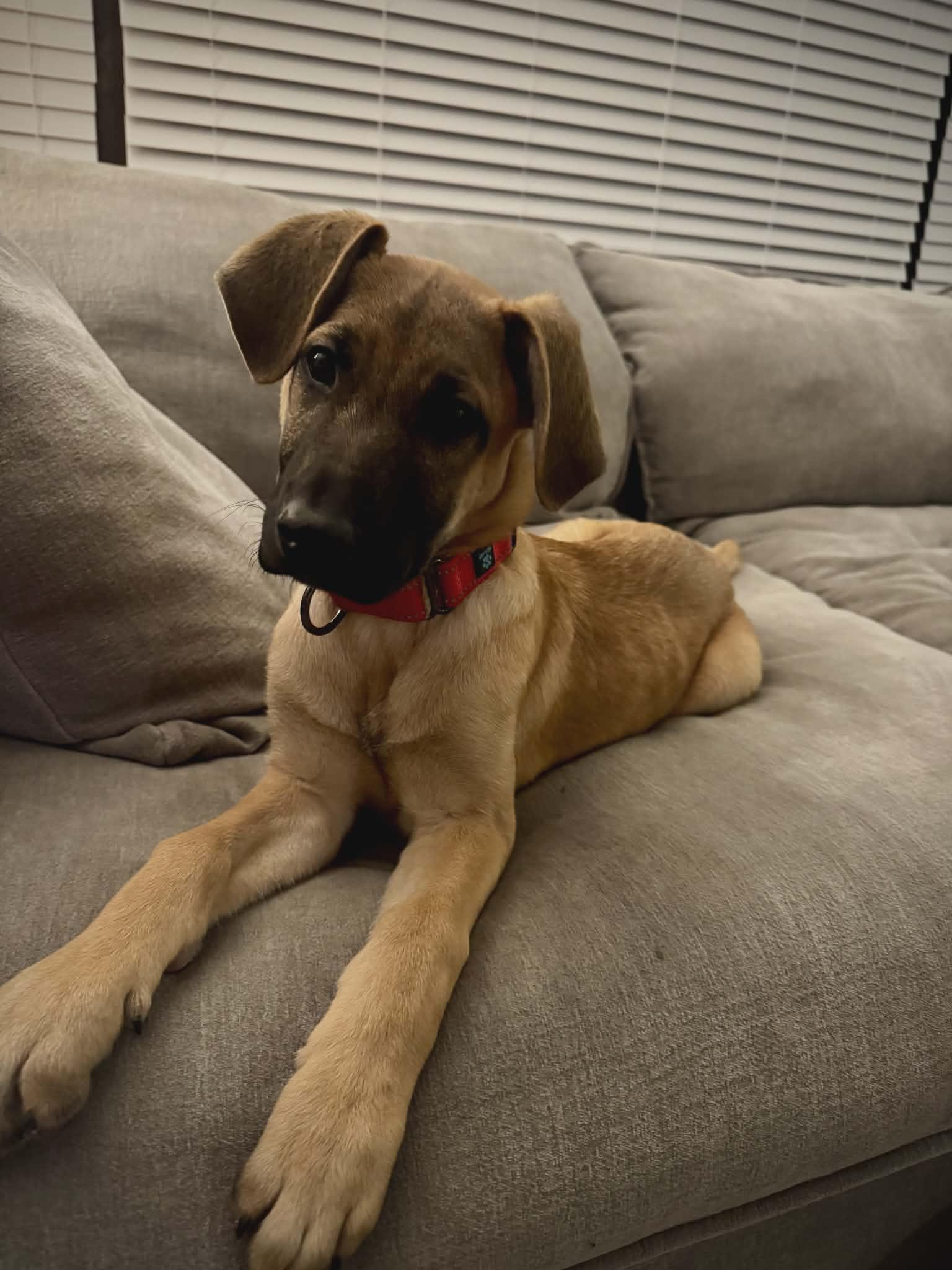 Dot the Shepherd Puppy, Adoptable, Young Female Dutch Shepherd & German Shepherd Dog.