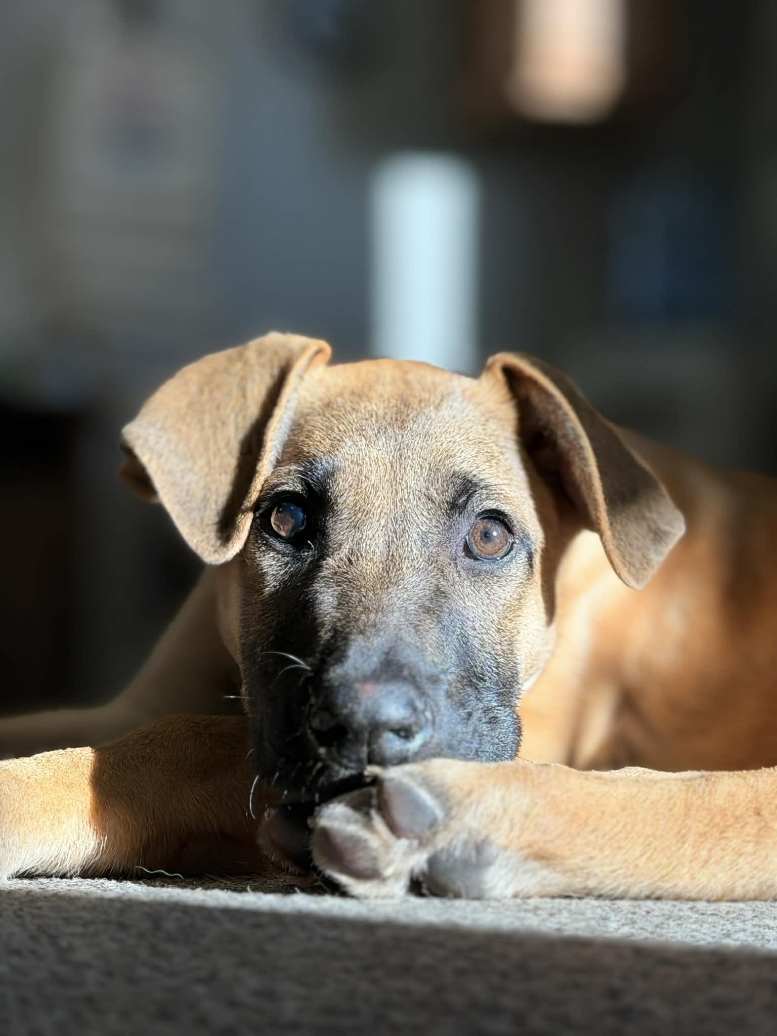 Enlarge Dot the Shepherd Puppy, a Adoptable mixed breed in Muskego, WI image 3/6