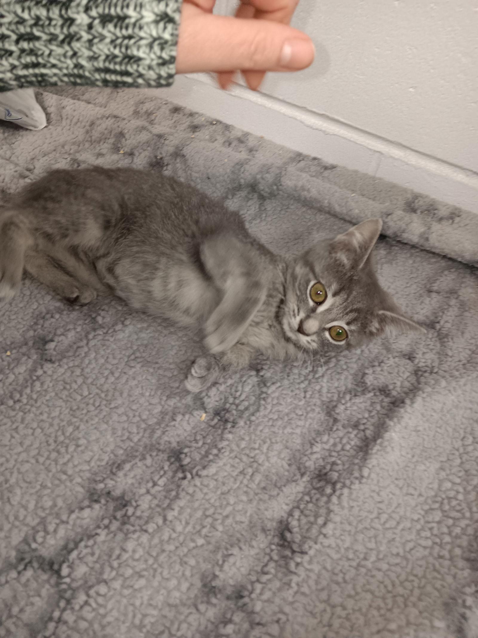 C304 Litter Black Betty, Adopted, Kitten Female Domestic Short Hair & Tabby.