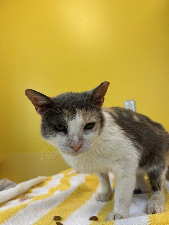 Madison, Adoptable, Senior Female Domestic Short Hair.