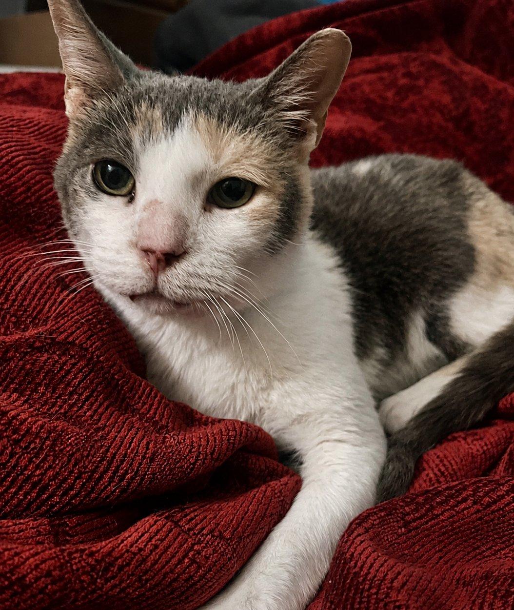 Enlarge Madison, a Adoptable Domestic Short Hair in Raleigh, NC image 2/2