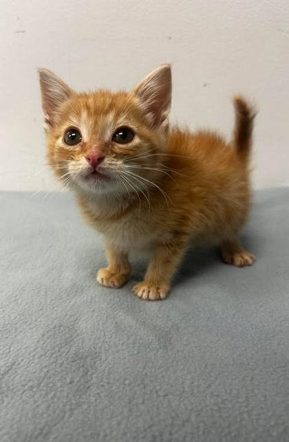 Swamp Monster, Adoptable, Adult Male Domestic Short Hair & Domestic Short Hair.