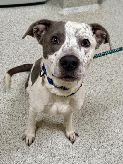 Gio, Adopted, Adult Male Pit Bull Terrier.