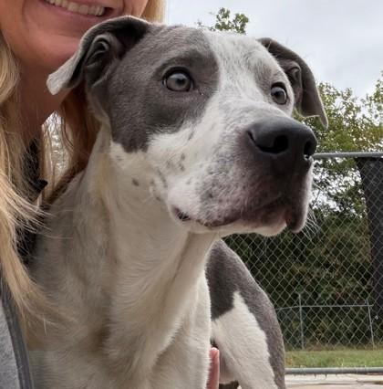 Enlarge Gio, a Adopted mixed breed in Downers Grove, IL image 2/3