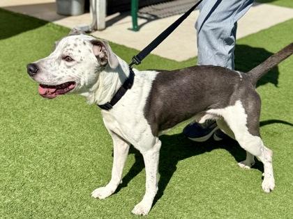 Enlarge Gio, a Adopted mixed breed in Downers Grove, IL image 3/3