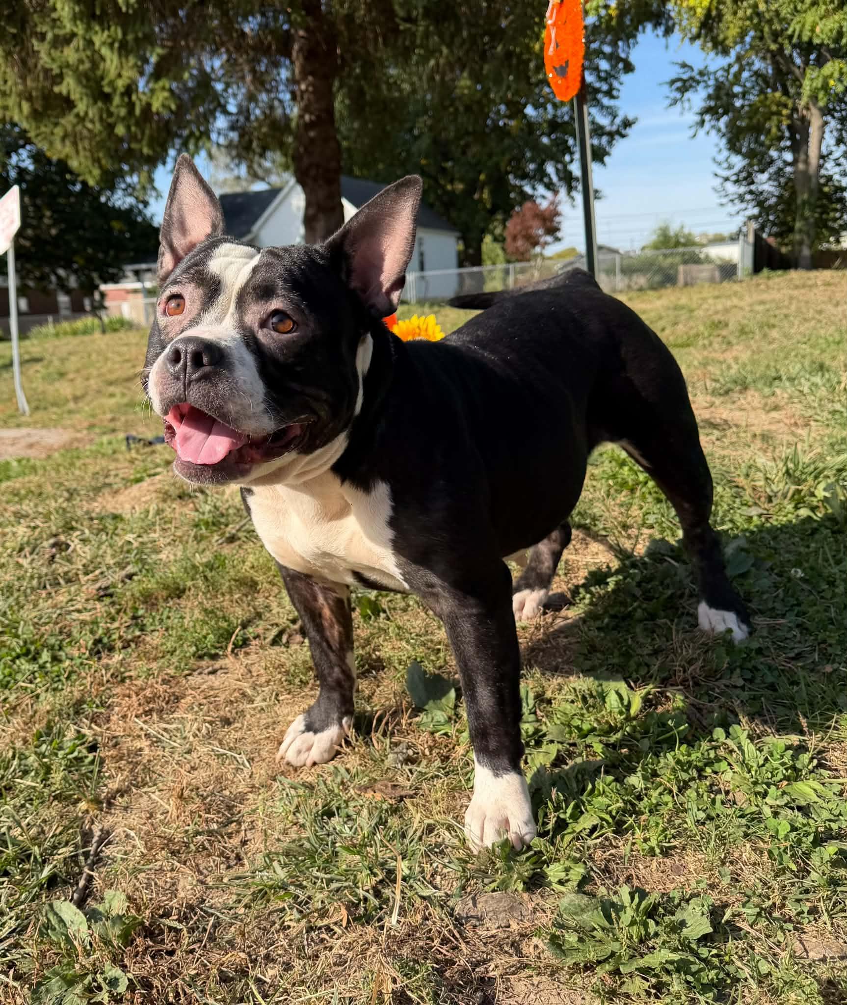 Enlarge Teela, a Adoptable mixed breed in Springfield, IL image 5/5