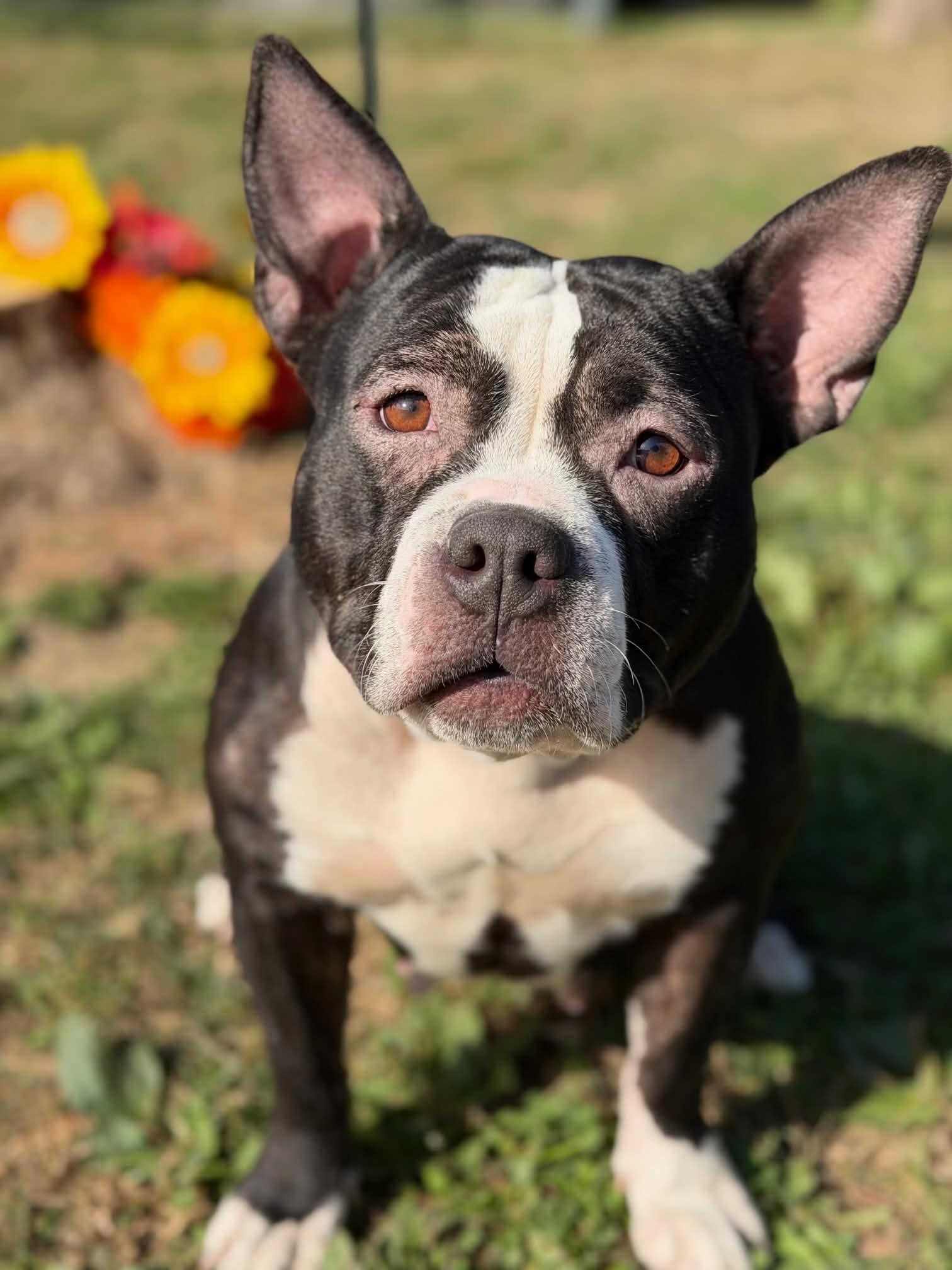 Enlarge Teela, a Adoptable mixed breed in Springfield, IL image 2/5