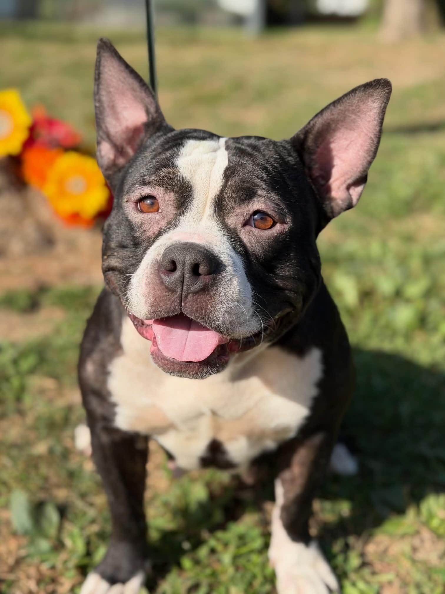 Enlarge Teela, a Adoptable mixed breed in Springfield, IL image 3/5