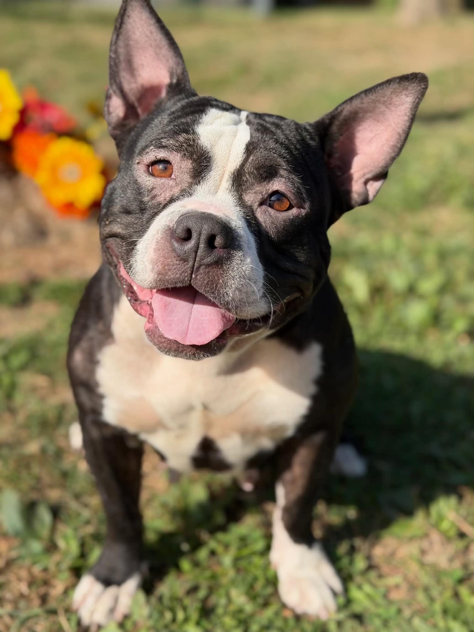 Teela, Adoptable, Adult Female English Bulldog.