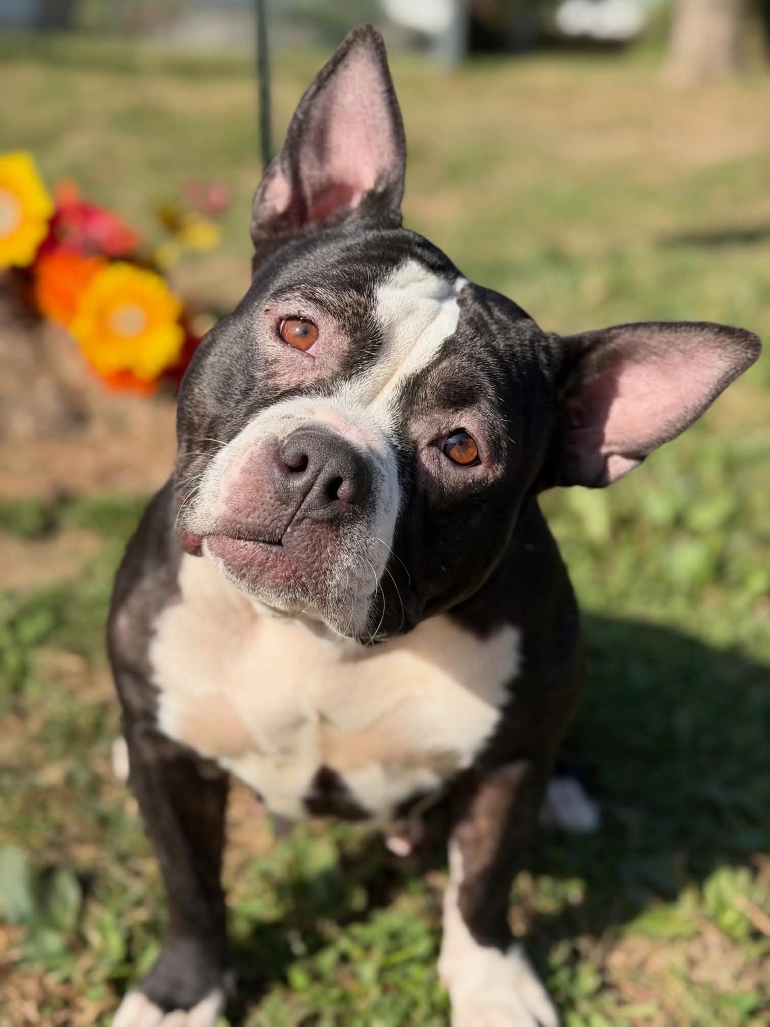 Enlarge Teela, a Adoptable mixed breed in Springfield, IL image 4/5