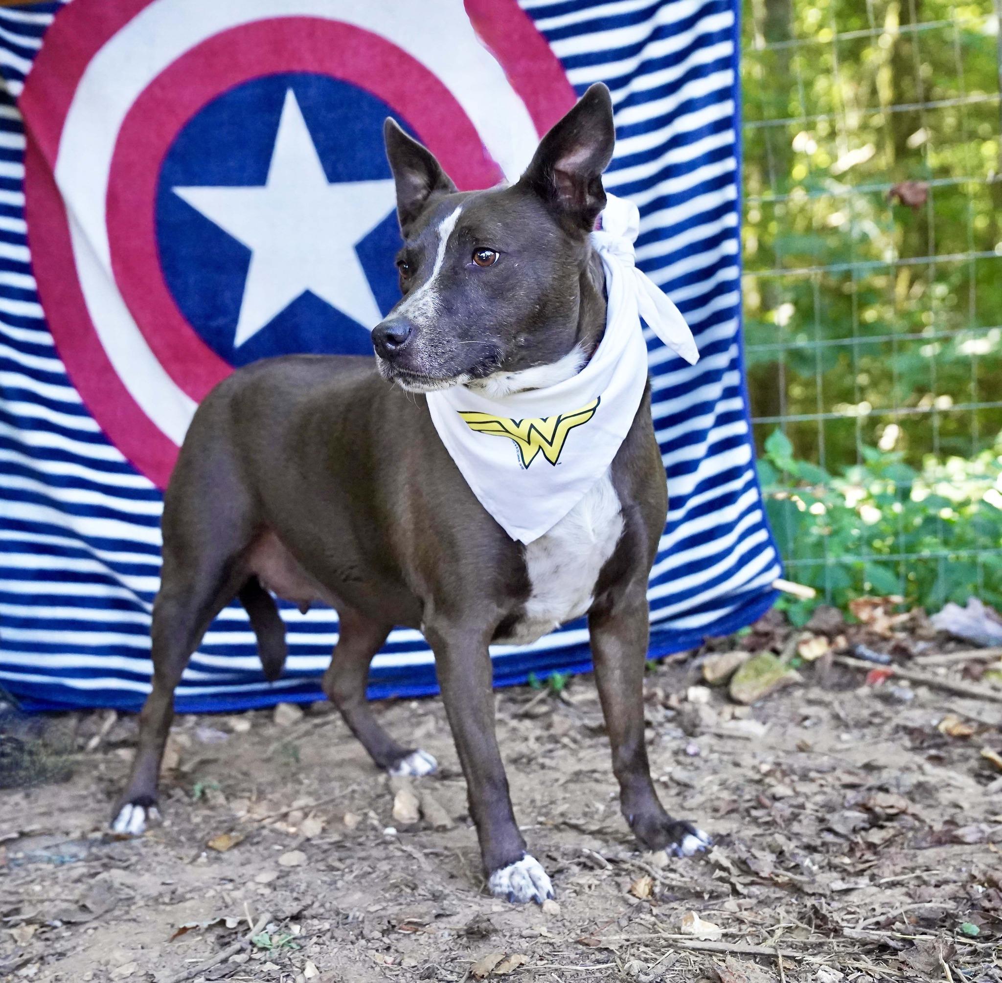Enlarge Cupid, a Adopted mixed breed in Toney, AL image 1/6
