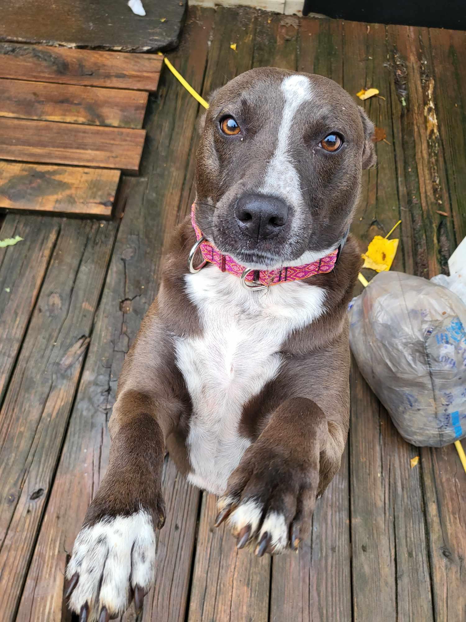Enlarge Cupid, a Adopted mixed breed in Toney, AL image 2/6
