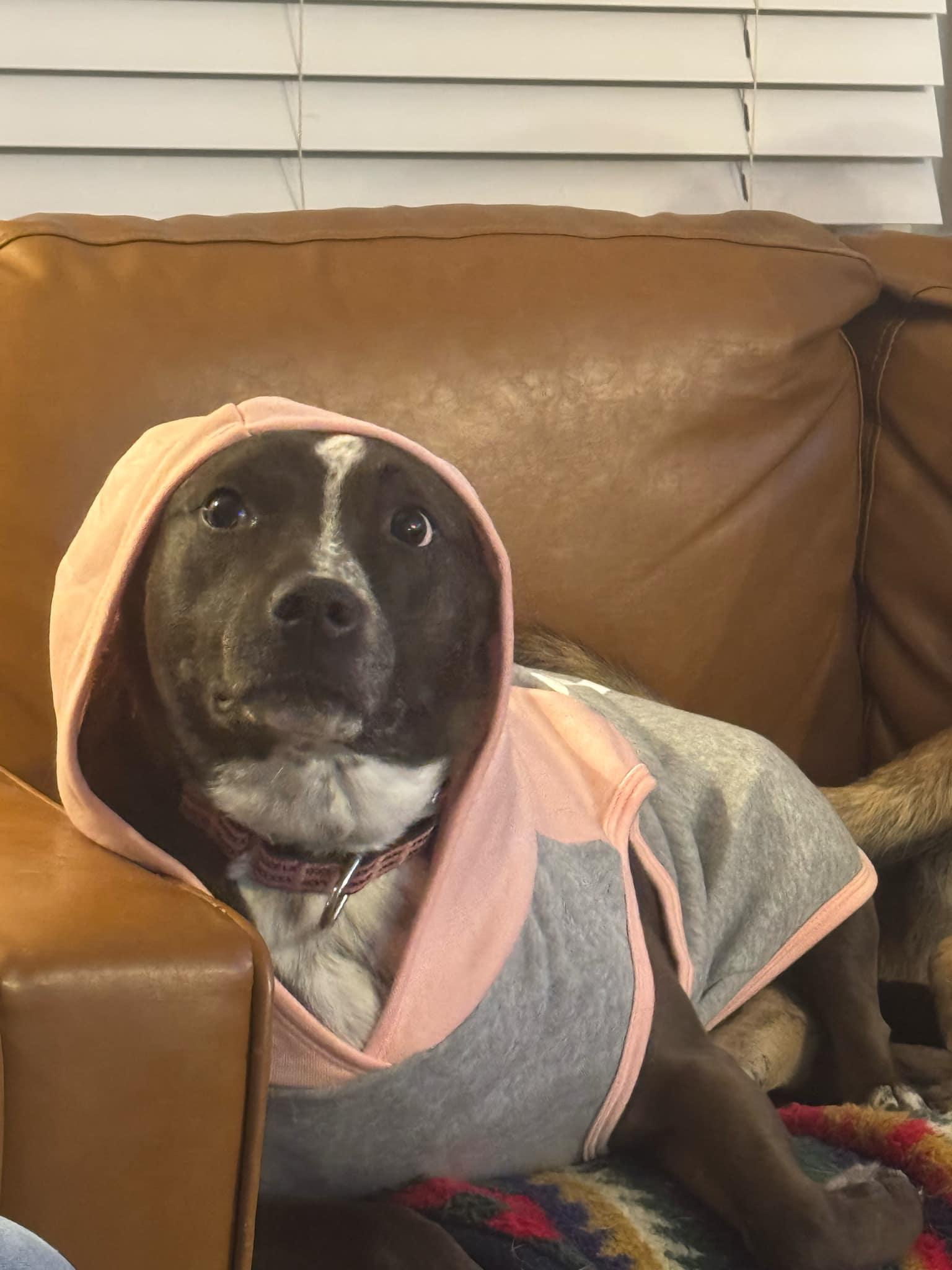 Enlarge Cupid, a Adopted mixed breed in Toney, AL image 3/6