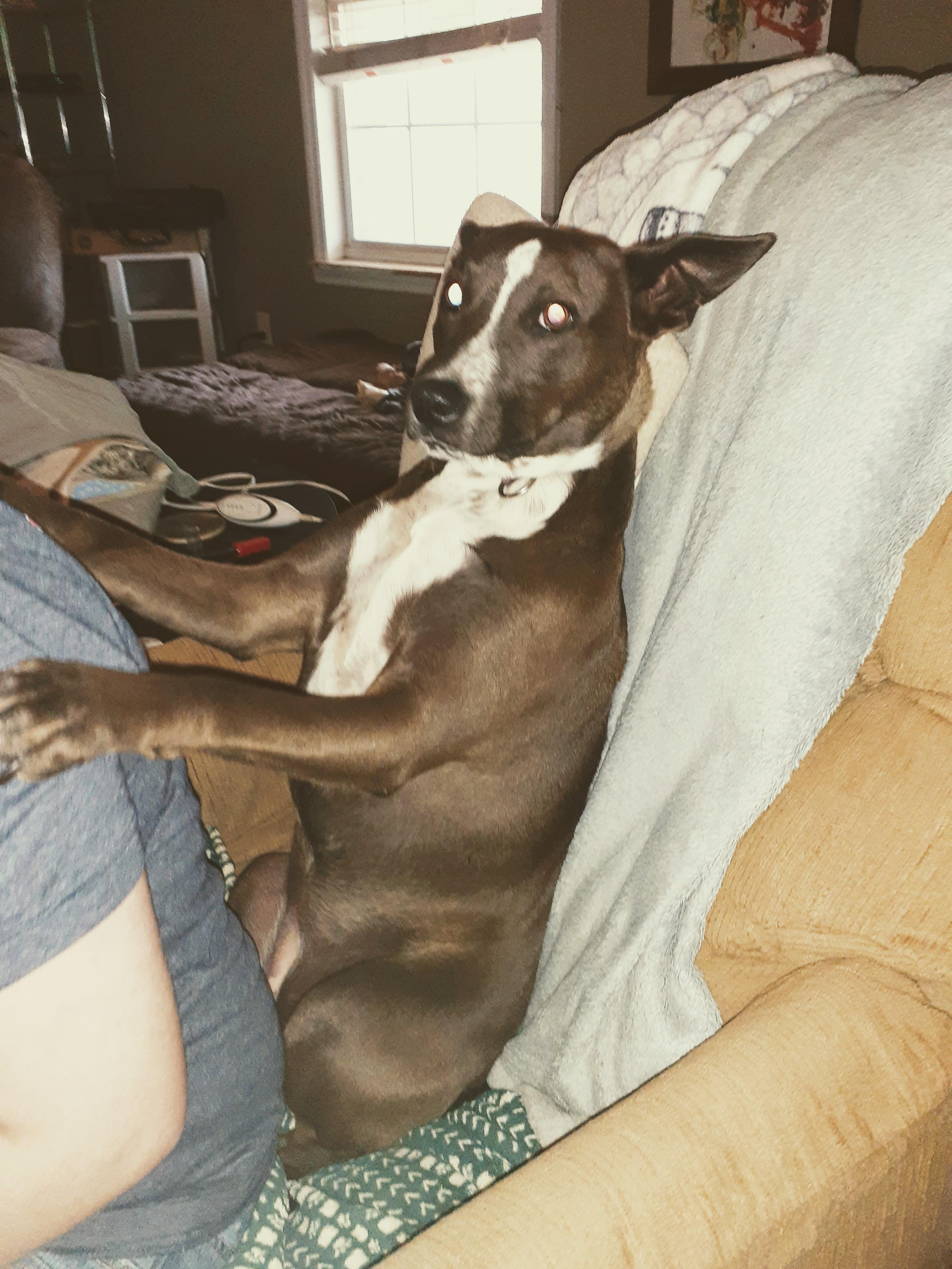 Enlarge Cupid, a Adopted mixed breed in Toney, AL image 4/6