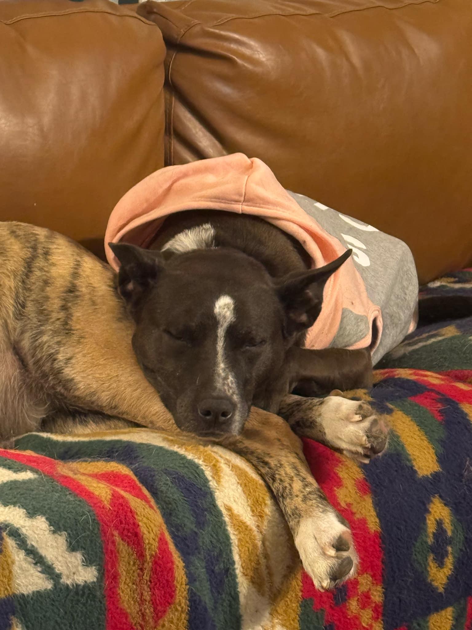 Enlarge Cupid, a Adopted mixed breed in Toney, AL image 6/6