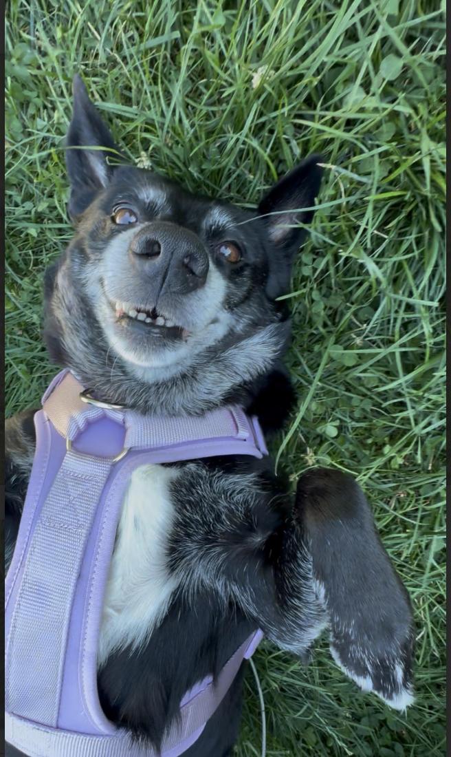 Xena - photo 1