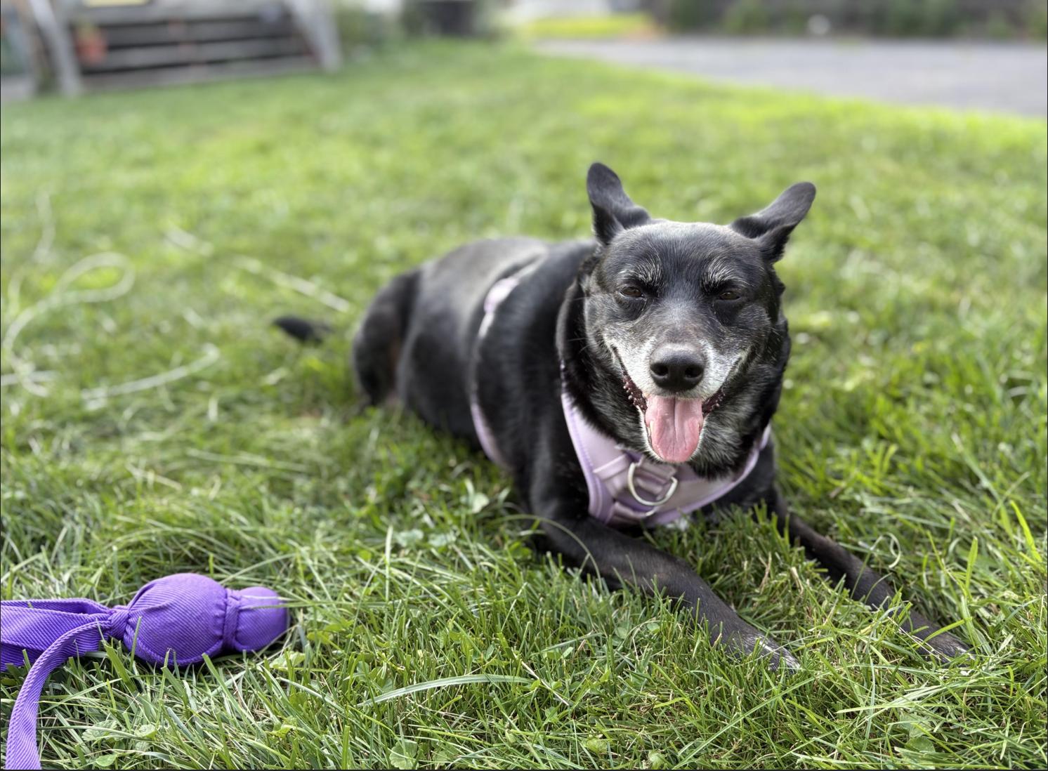 Xena - photo 5
