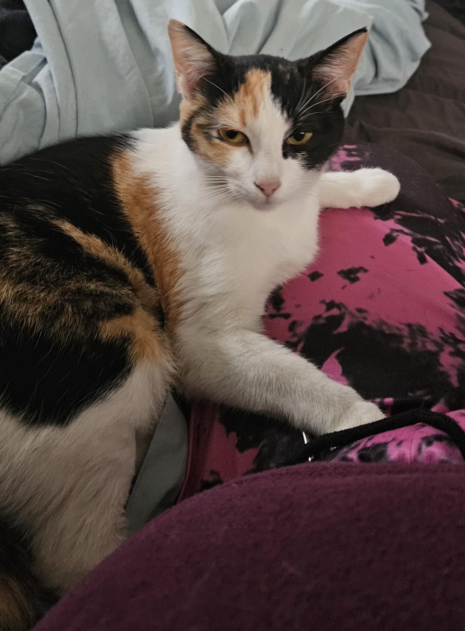 Piper, Adoptable, Young Female Calico.