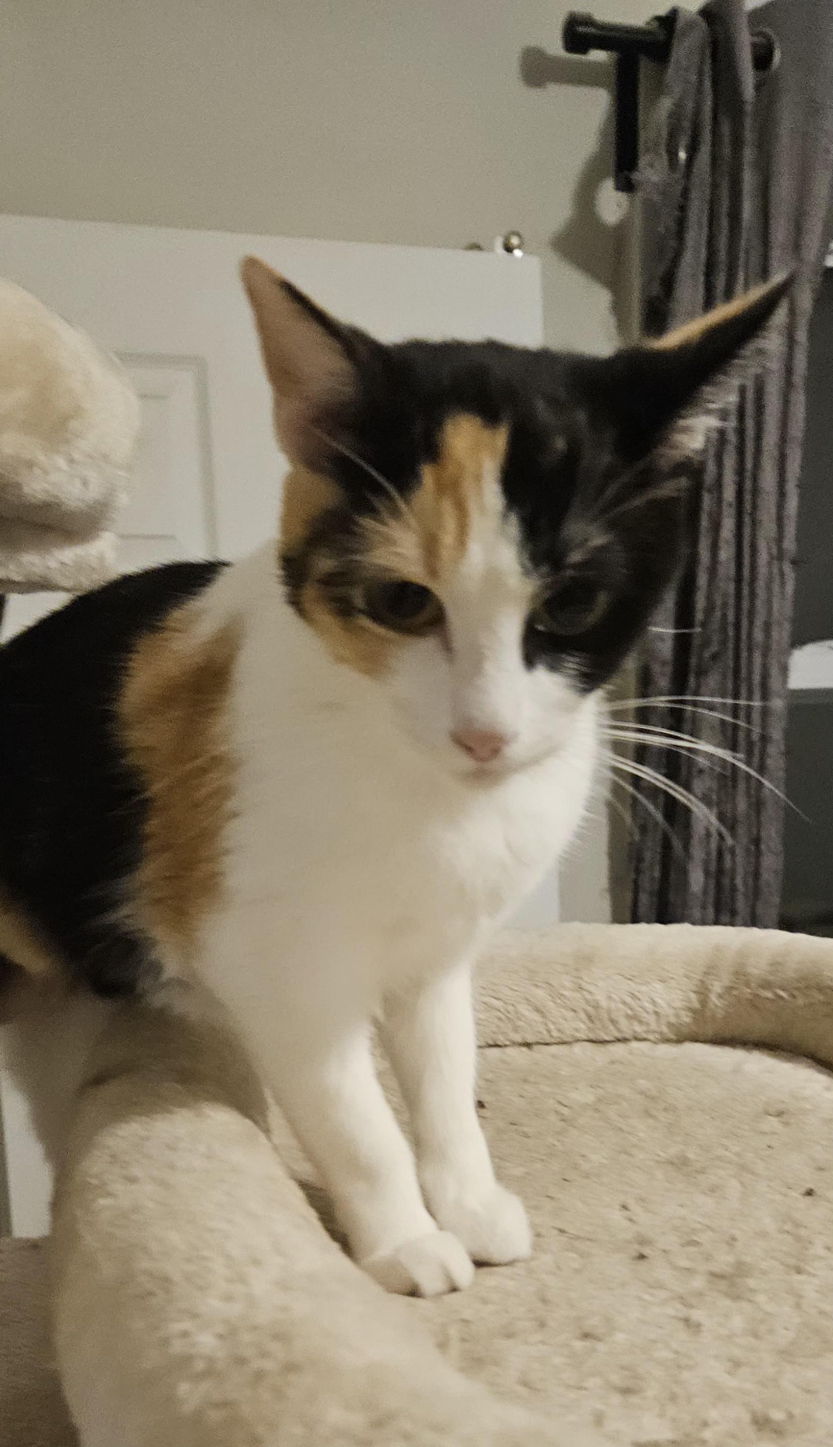 Piper, a Adoptable mixed breed in Lafayette, IN image 2/3