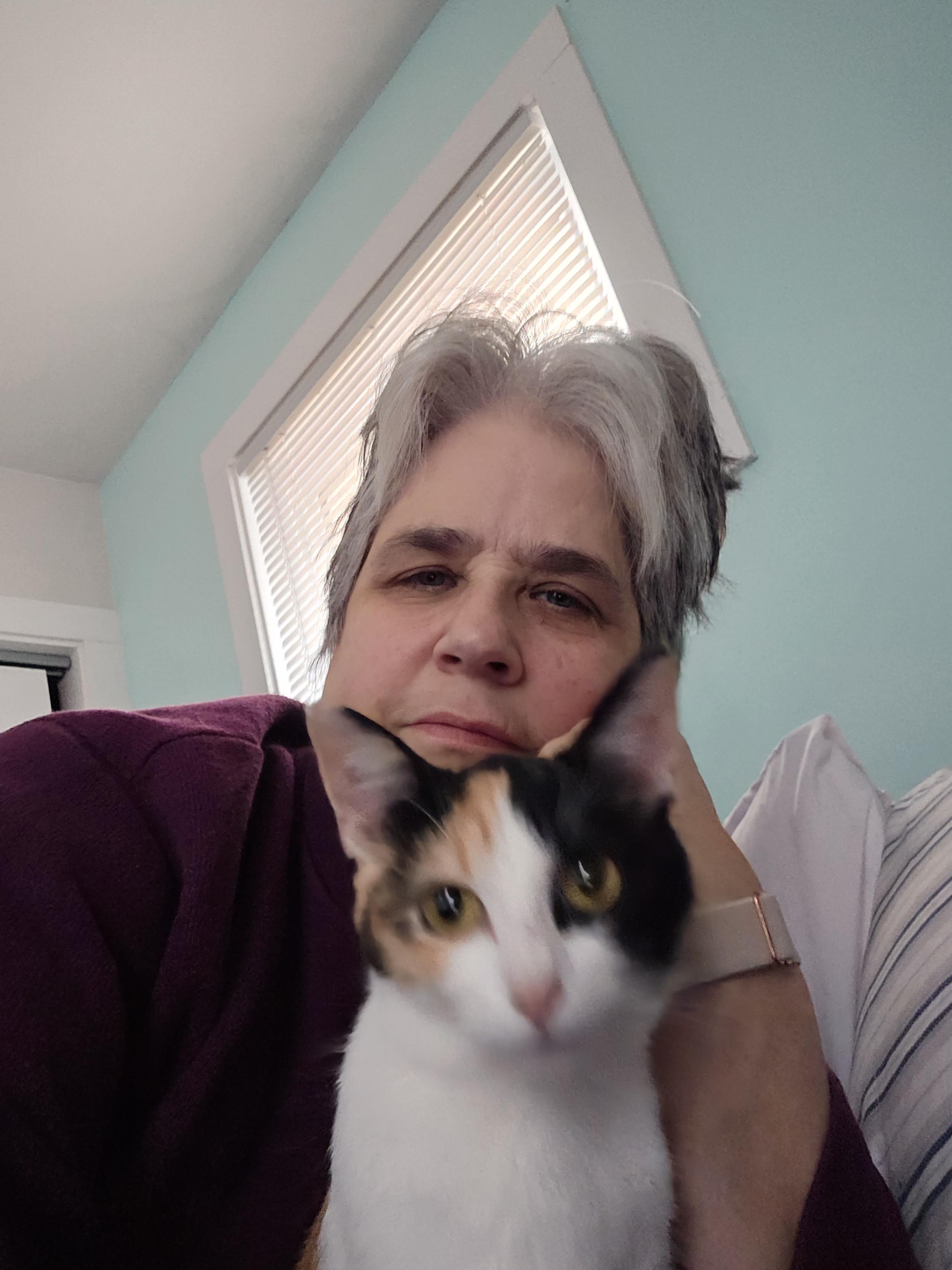 Piper, Adoptable, Young Female Calico.