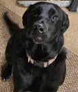 Sadie, Adoptable, Adult Female Black Labrador Retriever.
