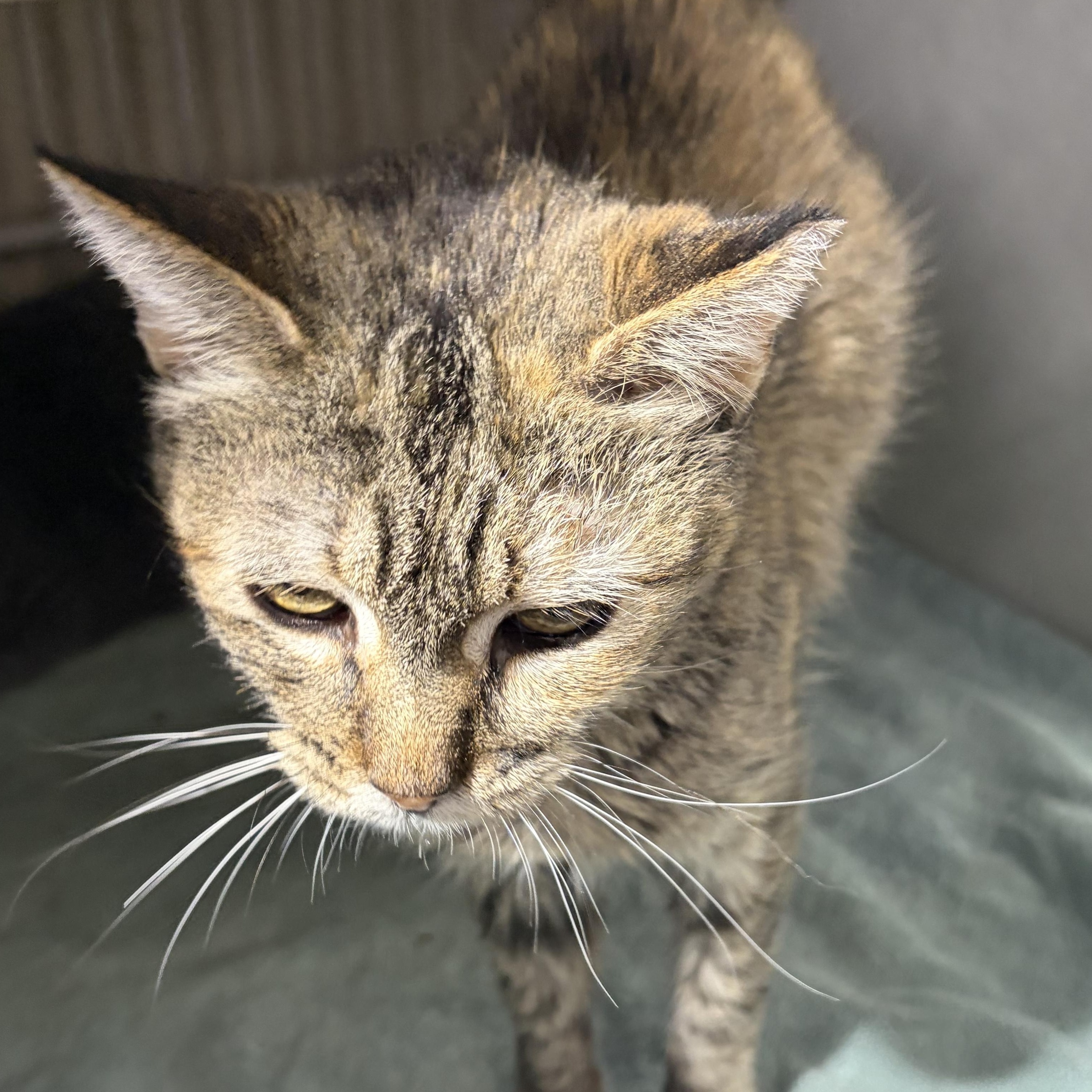 Ariel, Adoptable, Senior Female Domestic Short Hair.
