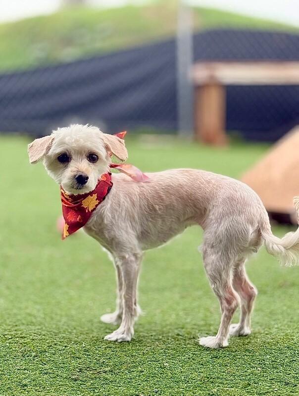 Miggles, Adoptable, Adult Female Maltese.