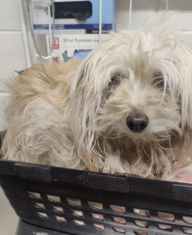 Enlarge Miggles, a Adoptable Maltese in Fruit Heights, UT image 2/5