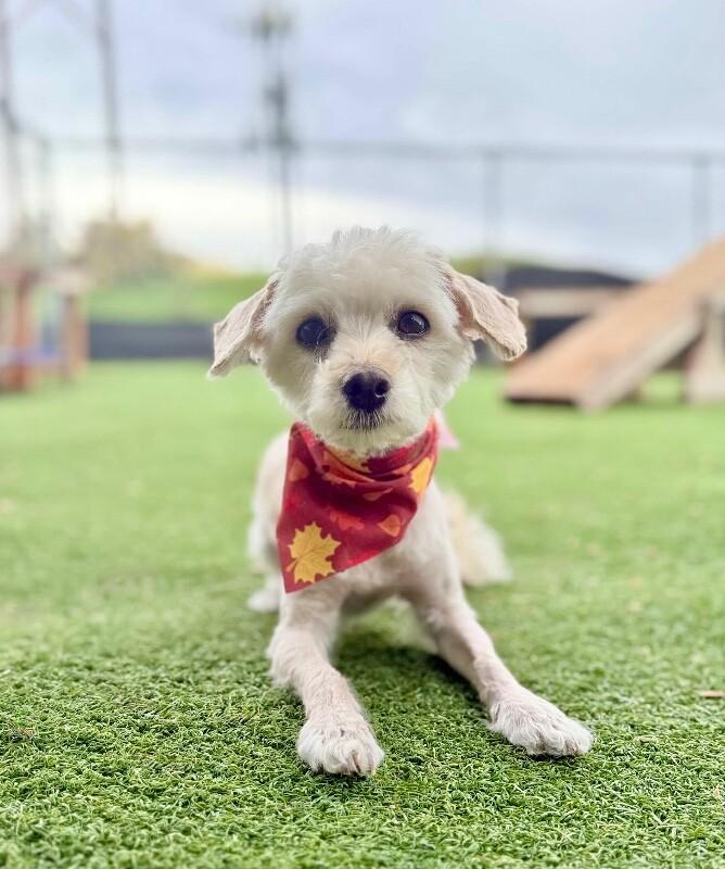Enlarge Miggles, a Adoptable Maltese in Fruit Heights, UT image 3/5