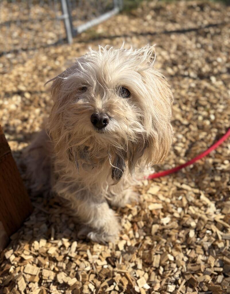 Enlarge Miggles, a Adoptable Maltese in Fruit Heights, UT image 4/5