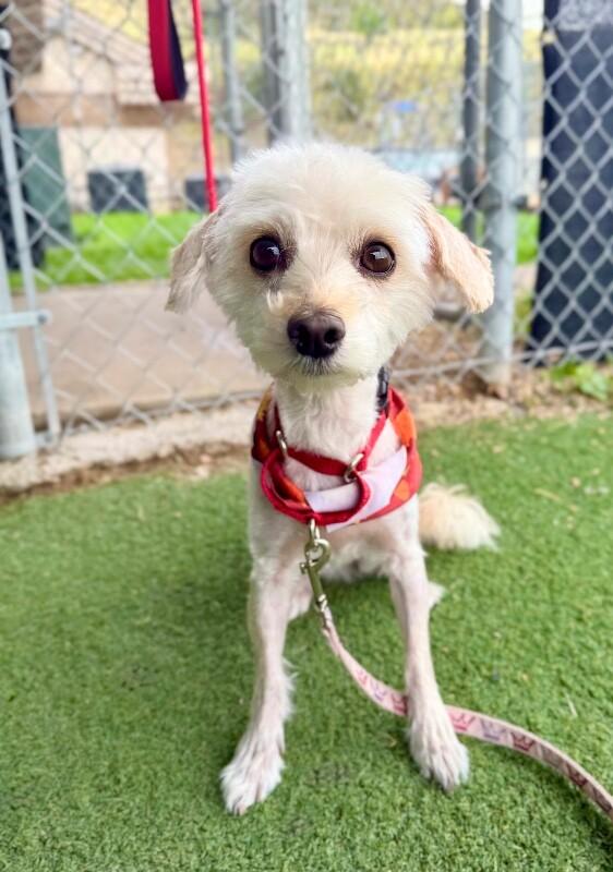 Enlarge Miggles, a Adoptable Maltese in Fruit Heights, UT image 5/5